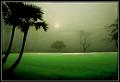 218 - MISTY MORNING - VADDADI SURYAPRAKASARAO - india